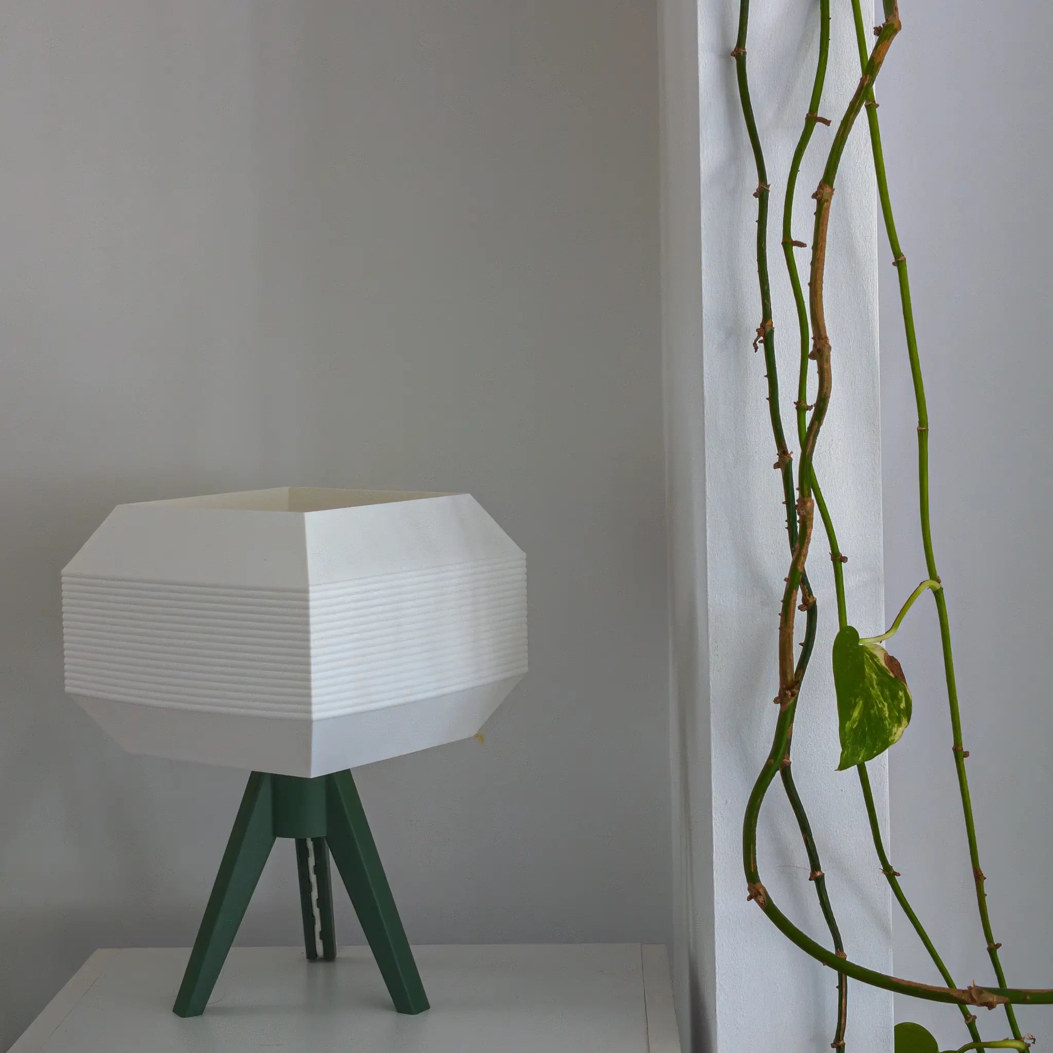 Arcas Olive
