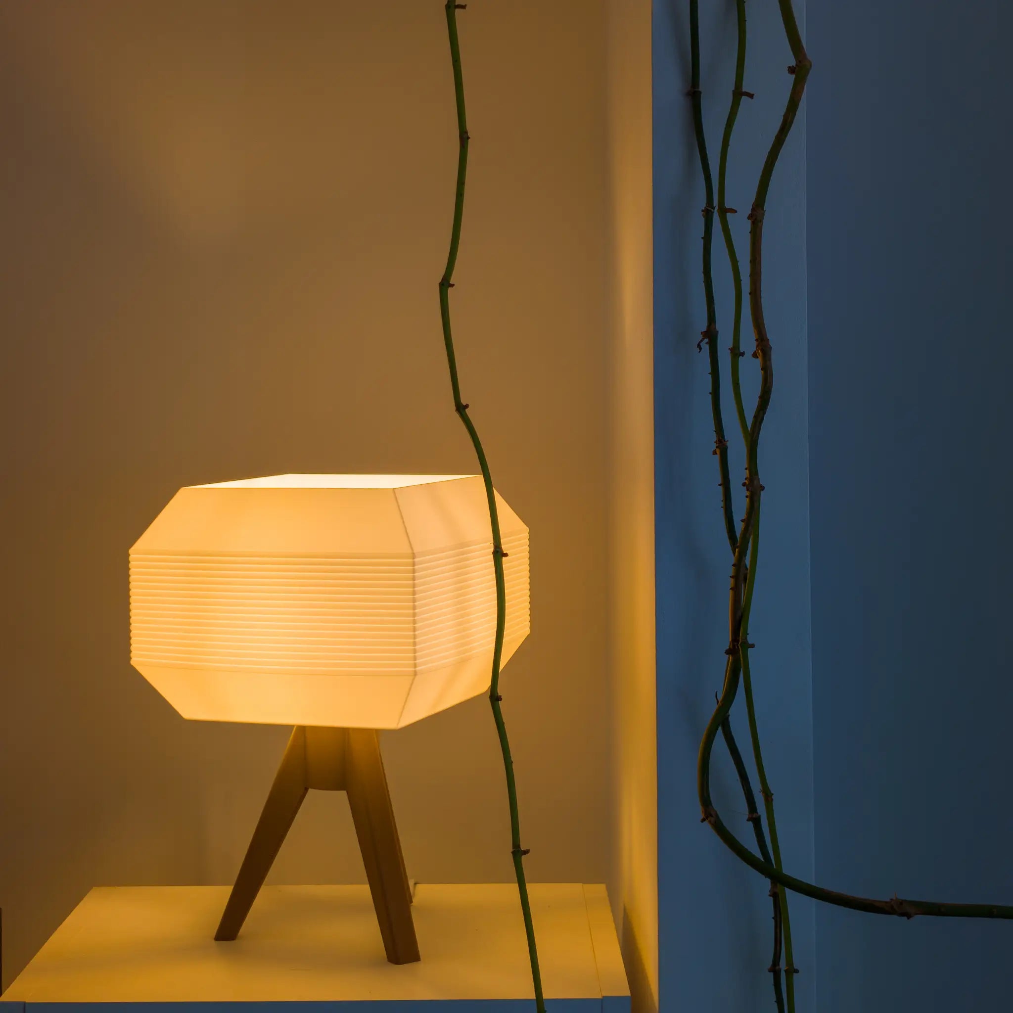 Arcas Walnut