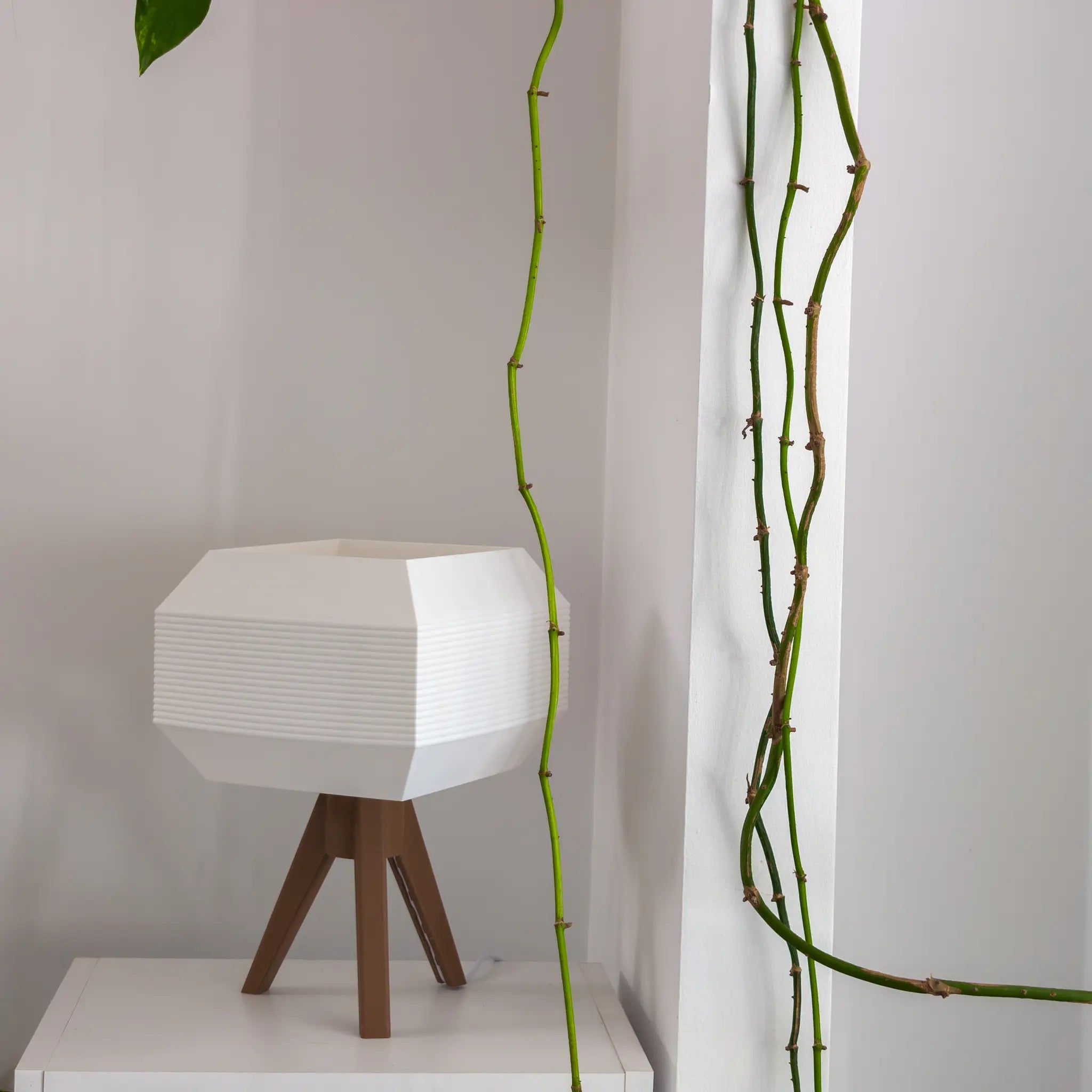 Arcas Walnut